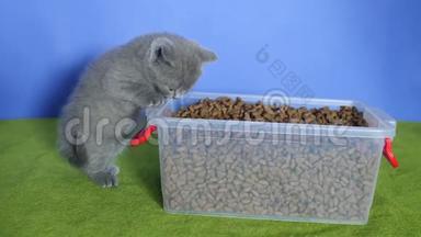 小猫从盒子里吃宠物食品