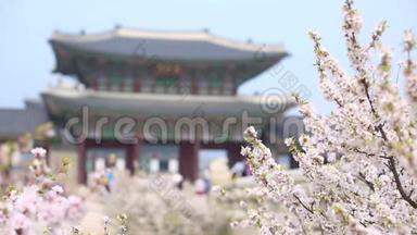 樱花在金宝宫春天与游客，韩国。