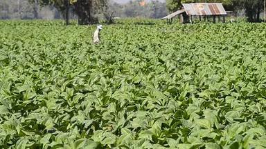 烟草农场和种植植物的农民