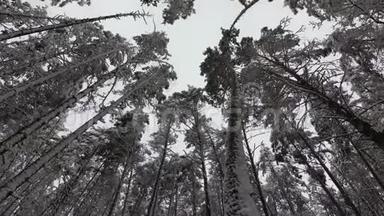 白雪覆盖的树枝、松林、冬林