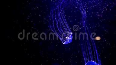 特写水母，美杜莎在<strong>鱼缸</strong>里用霓虹灯.. 水母是一种自由游动的海洋腔肠，带有果冻状的钟或