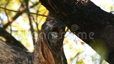 雀斑猫头鹰，大自然中的猫头鹰
