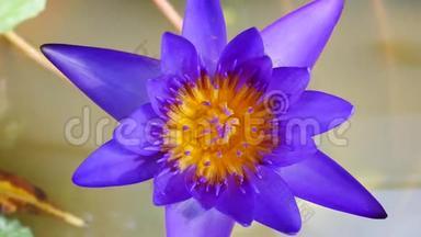 紫莲是美丽的花型之一
