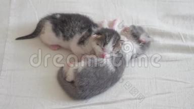 搞笑视频两只宠物<strong>萌萌</strong>新生小猫睡眠团队床上生活方式.. 宠物概念宠物概念。 小宠物