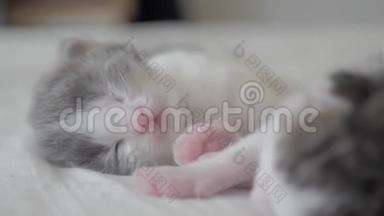 有趣的视频两只宠物可爱的新生小猫睡在床上的团队合作。生活方式宠物概念宠物概念。小猫