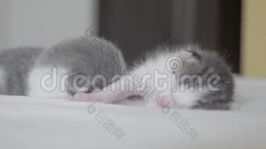 搞笑视频两只宠物可爱新生小猫睡觉团队在床上.. 宠物概念宠物概念。 小猫斑纹