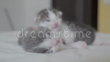 有趣的视频生活方式，两只宠物可爱的新生小猫睡觉团队在床上。 宠物概念宠物概念。 小猫