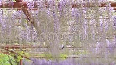 春花系列，美丽的紫藤<strong>迎风招展</strong>，紫藤是木本植物