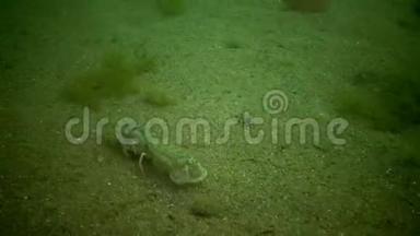 海崖乌波吉比亚pusilla-一种卡利亚纳索夫超科甲壳动物