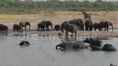 万科国家公园水坑的一群非洲象