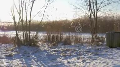 冬季常见<strong>芦苇芦苇</strong>和雪。 拉脱维亚的早春。