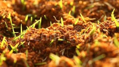 蚂蚁在干燥的沙漠土壤<strong>中建</strong>造家园。