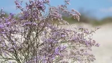 沼泽迷迭香的紫色花朵
