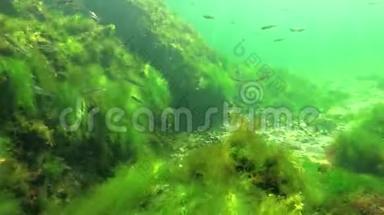 海上光合作用，水下景观.. 绿藻、红藻和褐藻在水下岩石中的浒苔、乌尔巴、铈，