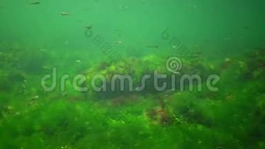 海洋中的光合作用，水下景观，鱼类花药。 水下岩石中的绿藻、红藻和褐藻