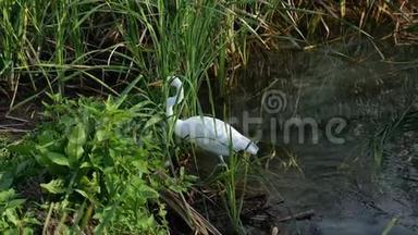 美丽的大白鹭，阿尔达阿尔巴，或大白鹭离开水在一个自然的野生环境在阿兰萨斯港自然