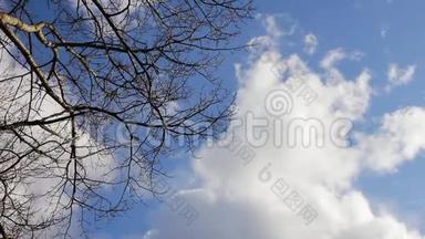 蓝天白云树枝上的太阳