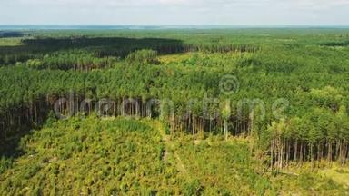 鸟瞰绿色森林砍伐区景观。 秋天森林树干和生长森林的最高景观。 欧洲