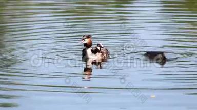 湖上有一只巨大的嵴头头肌巨鸭和一只小鸭子，父母喂养坐在湖下的小鸡