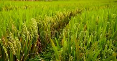 稻田<strong>绿色农业</strong>生态系统亚洲水稻稻田越南<strong>绿色</strong>农场。 收获<strong>农业</strong>种植黄金