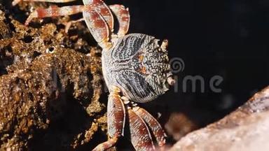 美丽的螃蟹在海边的岩石上行走，螃蟹在海边的岩石上休息，蓝色的螃蟹在红海，大海