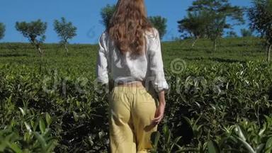 金发姑娘在<strong>茶树</strong>种植园里慢动作