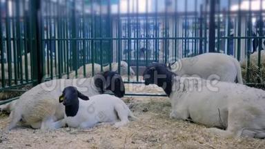 一群绵羊在农业动物展览会，贸易展览会上吃干草