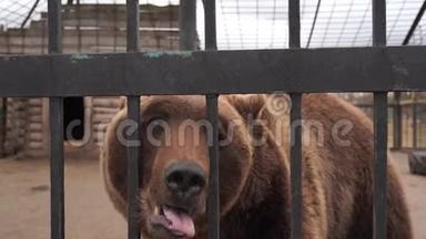 <strong>棕熊</strong>被关在动物园的笼子里。 在动物园笼子里，一头沮丧的<strong>棕熊</strong>透过金属栅栏看着摄像机。