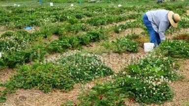 一位戴着一顶大草帽的资深女农民在花园里摘草莓时弯<strong>下腰</strong>。