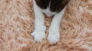 可爱的睡意斑纹灰白色猫，可爱的爪子按摩它的粉红色毯子与筑巢和睡觉的乐趣。