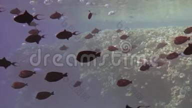 五颜六色的鱼在他们的栖息地游泳靠近相机。 水下拍摄，背景是一片五颜六色的珊瑚礁.. 这就是