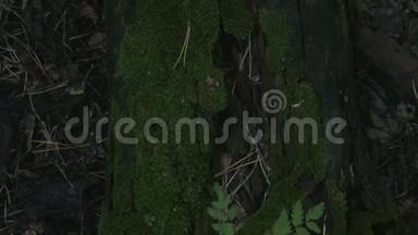 从上面看电影录像，一棵孤独的树从苔藓上生长
