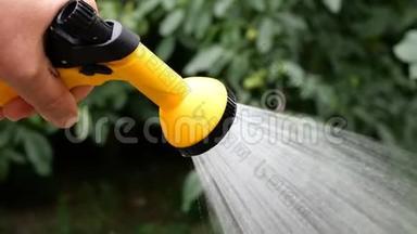 夏季园艺。 用花园<strong>浇水</strong>罐或喷雾器手工<strong>浇水</strong>。