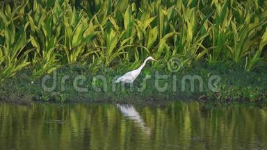 大自然中白色白鹭鸟可循环摄影