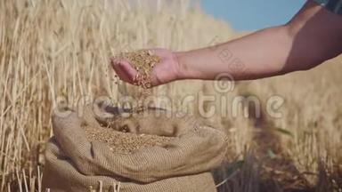 成年<strong>农民</strong>的手在袋子里摸和筛麦粒。 麦粒一手后<strong>丰收</strong>.. 农业