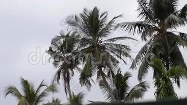 椰子树迎风招展的视频