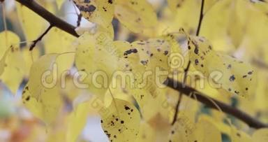 黄叶的桦树枝<strong>迎风招展</strong>，近处，秋天的美丽森林，金色的树木，多云的天气