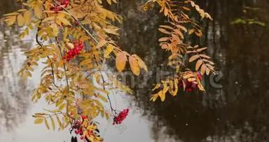 慢动作视频，树枝上有红山灰的浆果，在<strong>水中</strong>，黄色的叶子，在<strong>水中</strong>反射，多云
