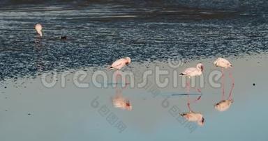 大西洋浅海的一群粉红色火烈鸟，4k