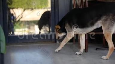 一只<strong>大可爱</strong>的狗躺在房子前门附近的门廊上。 <strong>高清</strong>慢频视频1920X1080