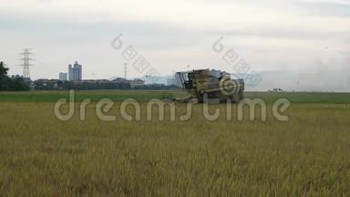 收割庄稼的人和旗贾鲁尔吉米朗收割指已提到的人稻稻.