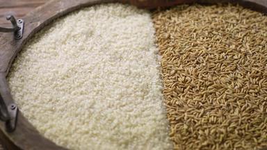 大米和稻谷谷物素材