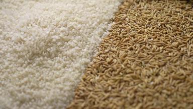 大米和稻谷