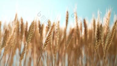 麦穗麦田成熟的影视农田实拍素材