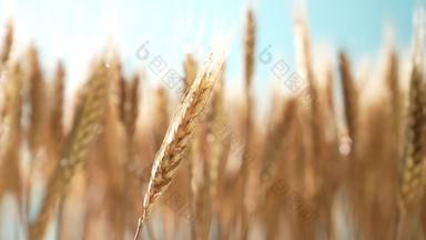 麦穗农业农作物横屏实拍