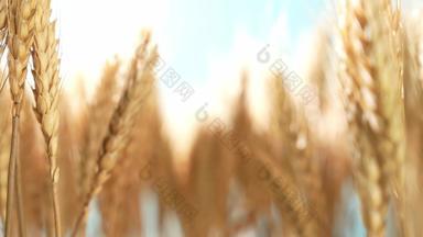 麦穗农业谷物乡村摄像