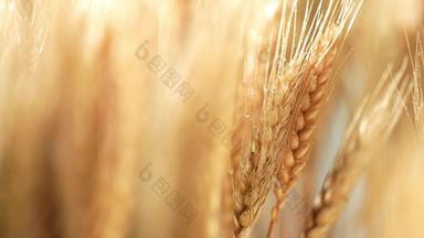 麦穗农业谷物视频