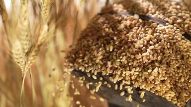 小麦收获素材