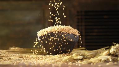 小麦收获谷物实拍素材