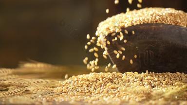 麦子收获谷物大量物体视频